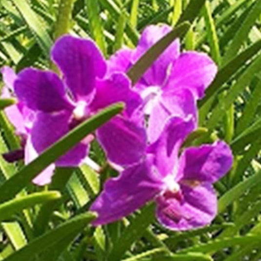Terete Vanda Orchid V.Machao Tokyo Blue Mature Ready To Flower