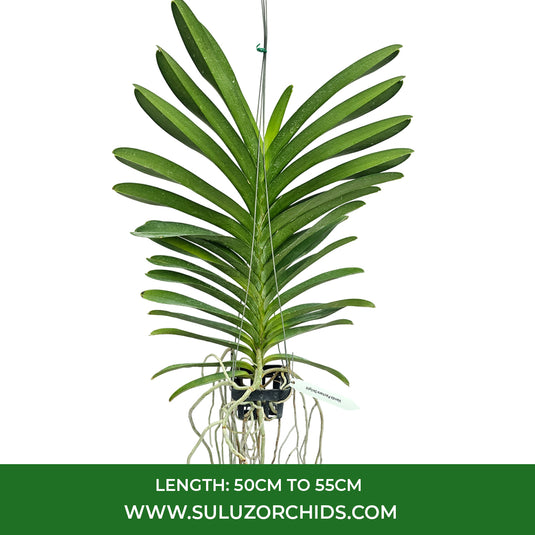 Vanda Orchid Pachara Delight mature plant with long strap-like green leaves