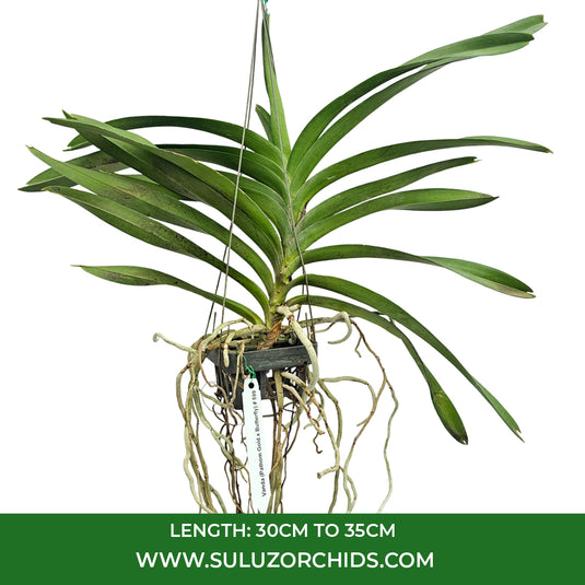 Vanda Orchid V.(Pathom Gold x Butterfly) # 599 Mature - Ready To Flower