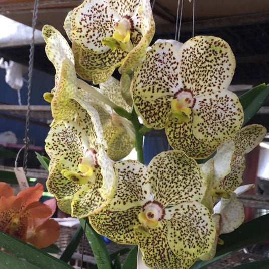 Vanda Orchid V.(Pathom Gold x Butterfly) # 599 Mature - Ready To Flower