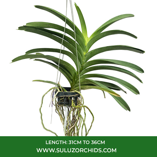 Vanda Orchid V.Pure's wax Blue #98 Mature - Ready To Flower