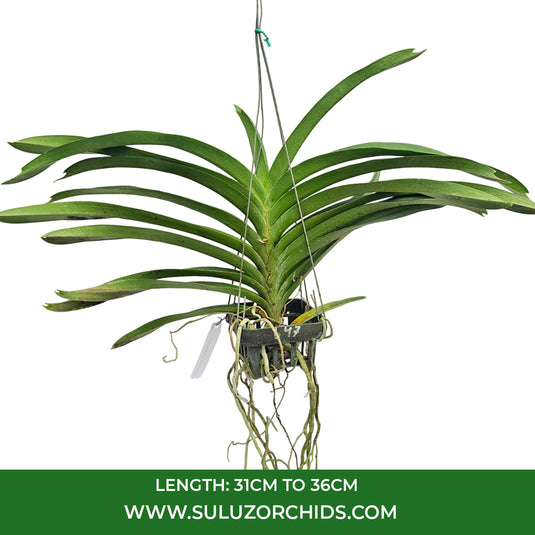 Vanda Orchid V.(Ranu Gold x Nopporn Gold) #621 Mature - Ready To Flower