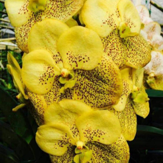 Vanda Orchid V.Sanchai Gold Spot #310 Mature - Ready To Flower