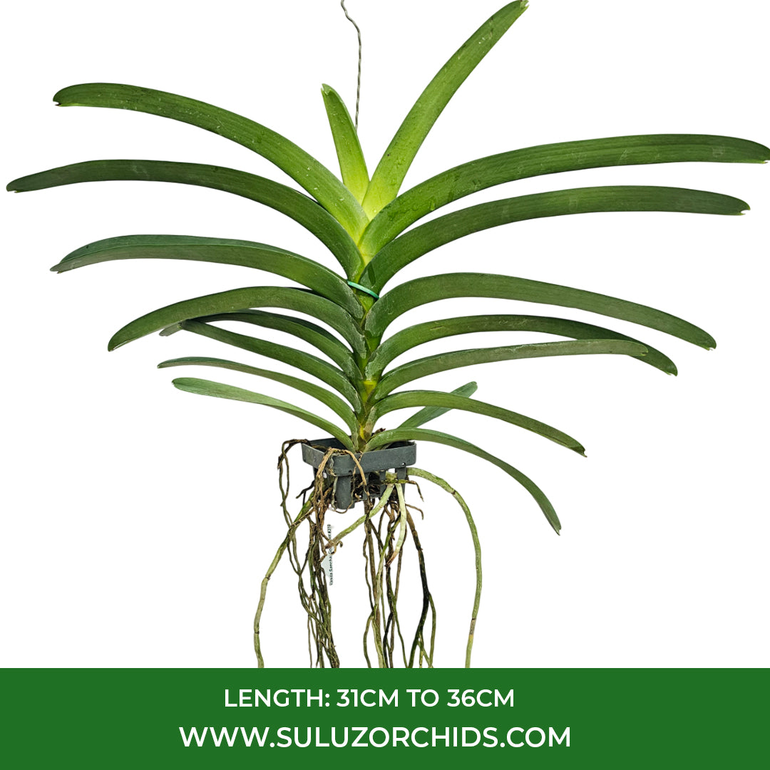 Vanda Orchid V.Sanchai Gold Spot #310 Mature - Ready To Flower