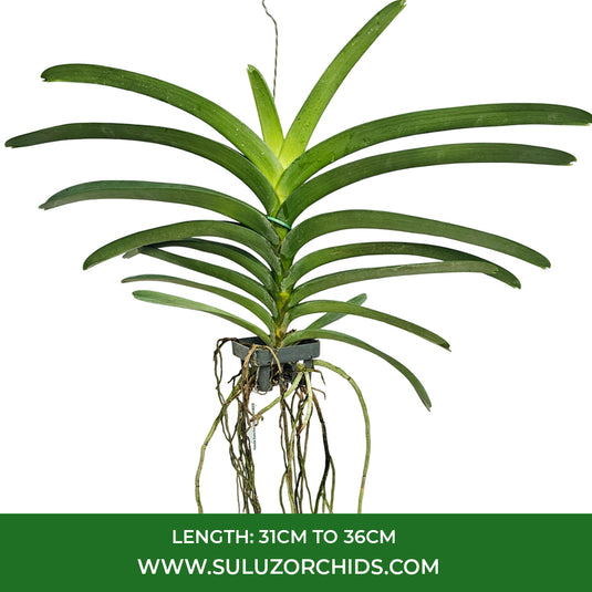 Vanda Orchid V.Sanchai Gold Spot #310 Mature - Ready To Flower