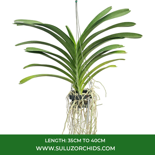 Vanda Orchid V.(Sarat pink 4 n x V.Ruthbell Graham) Mature - Ready To Flower