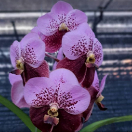 Vanda Orchid V.(Thonglor x V.Taveesuksa ) Mature - Ready To Flower