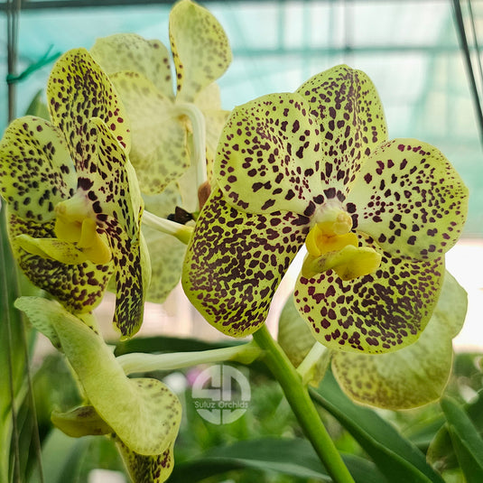 Vanda Orchid yellow flower with brown leopard spotted pattern and warm tones