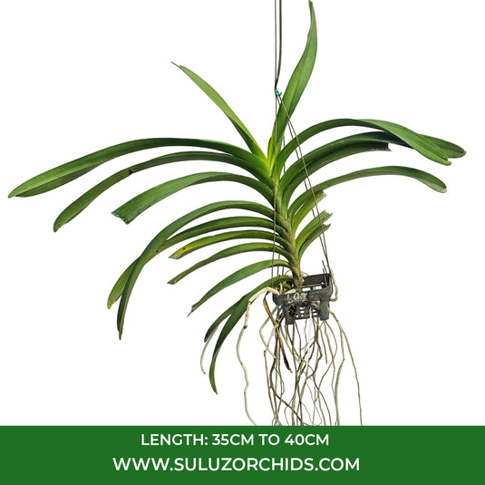 Vanda Orchid Varut Leopard x Kulvadee Fragrant #692 mature plant with long strap-like green leaves ready to flower