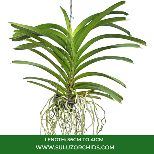 Vanda Orchid Varuth Leopard x Nopporn Golden Dream #703 mature plant with long strap-like green leaves.