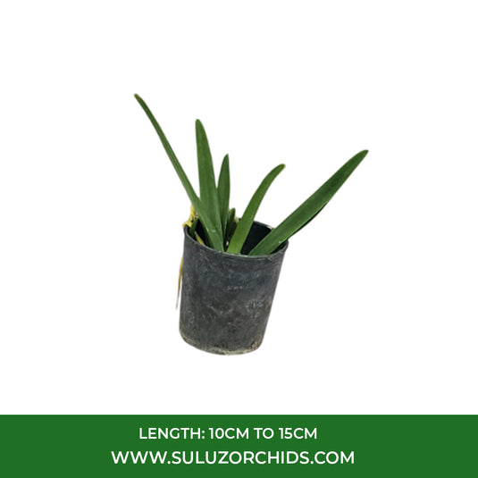 Vanda Orchid Plant - V.Warut Leopard Seedling