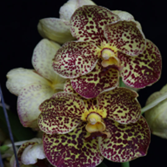 Vanda Orchid Plant - V.Warut Leopard Seedling