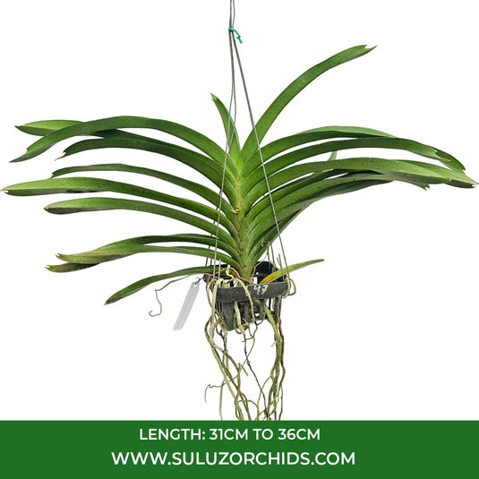 Vanda Orchid Wilas x Dr.Anek #647 mature plant with long strap-like green leaves ready to flower