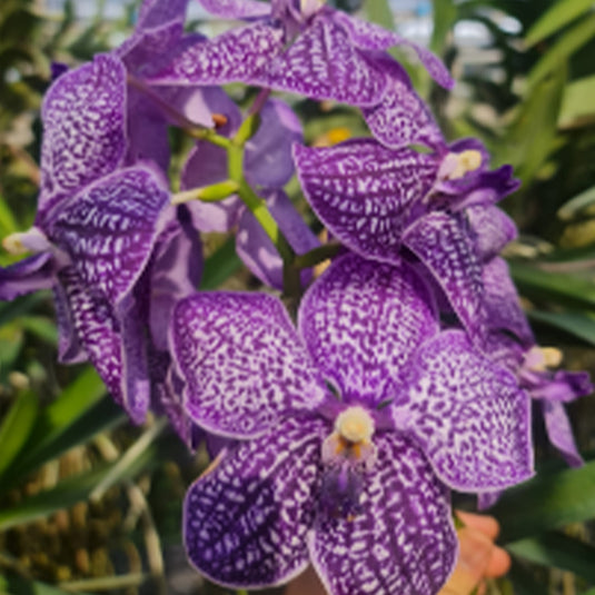 Vanda Orchid Plant - (Wirat x Gordon Dillion) Seedling
