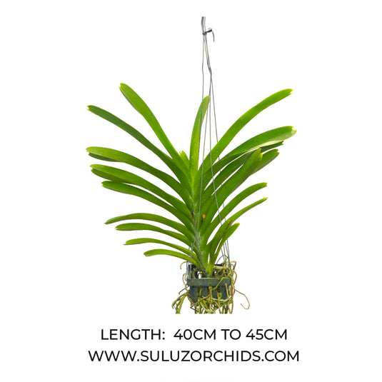 Vanda Orchid V.Jukkich Gold Mature - Ready To Flower