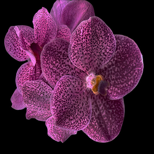 Vanda Orchid (Kulwadee x Thai Spot) #567 Mature