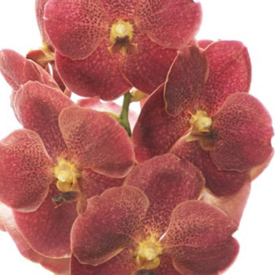 Vanda Orchid  V.Adisak Happiness red flower in full bloom