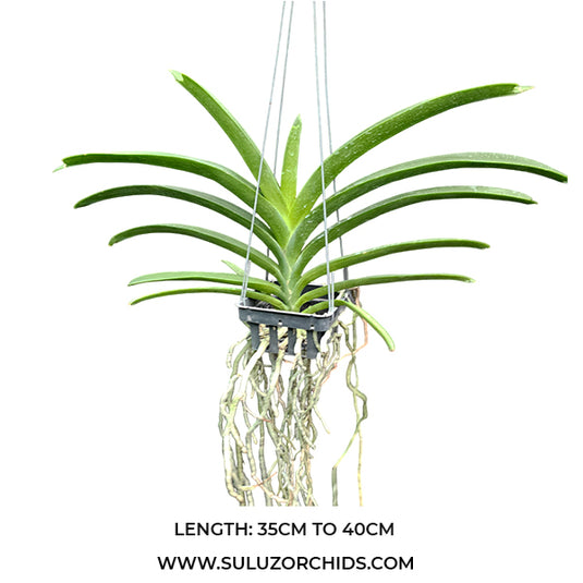 Vanda Orchid Tubtim Velvet x V Guo Chia Long Betty May Steel #1 mature plant with long strap-like green leaves
