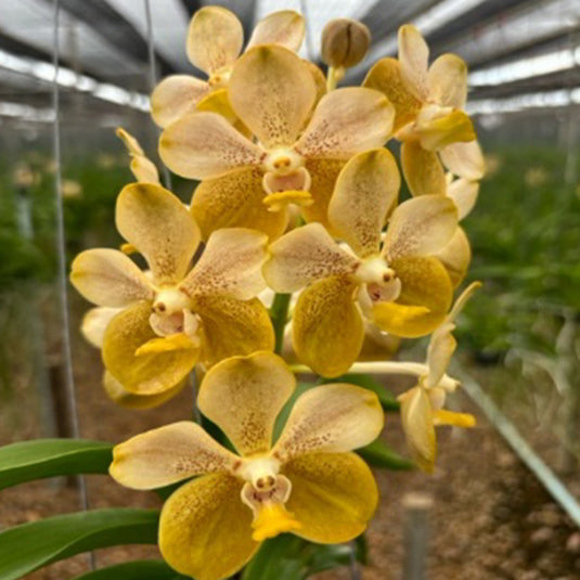 Vanda Orchid (Bronze butteryfly x Thai spot) Mature