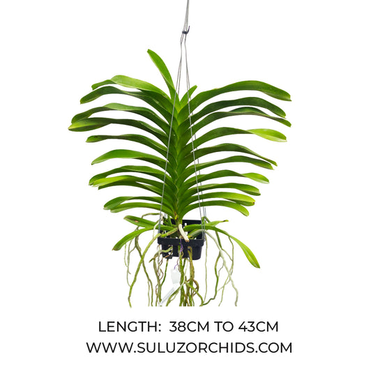 Vanda Orchid Coerulea x Pakchong Newland Mature - Ready To Flower
