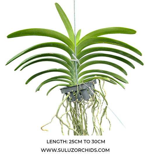 Vanda Orchid Plant - Dr Anek - Gordon Dillion Blue