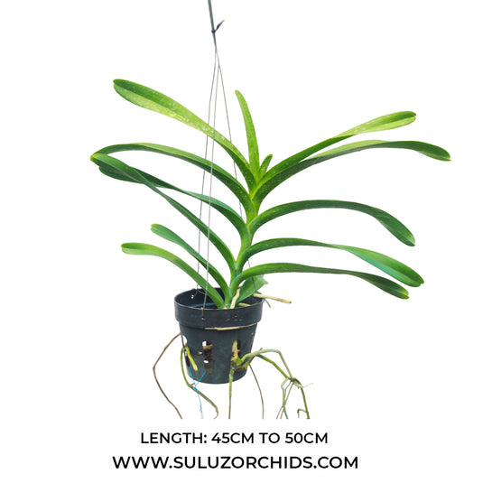 Vanda Kagawara Sandy Gold Rare Exotic Orchid