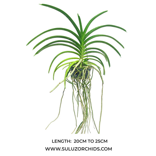 Vanda Orchid Lamellata 4 N Rare Exotic Plant