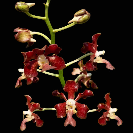 Vanda Orchid Liouvilei Hybrids Rare Exotic Plant
