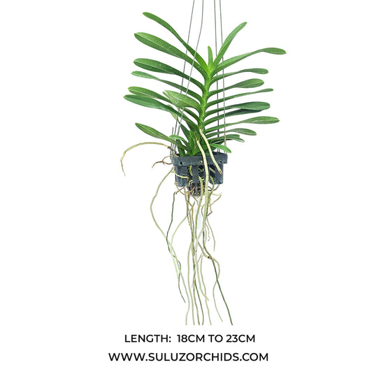 Vanda Orchid Renanthera Philippinensis X Rhyn. Coelestis Rare Exotic Plant