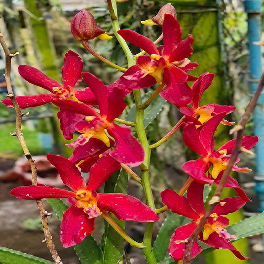 Vanda Orchid Renanthera Philippinensis X Rhyn. Coelestis Rare Exotic Plant