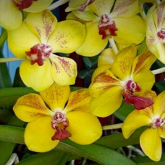 Vanda Orchid Rhynchostylis x Vanda Mem Tianchai Rare Exotic Plant