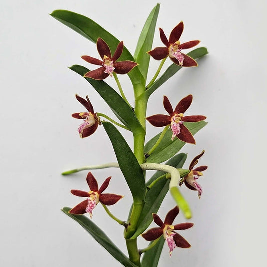 Vanda Orchid Trichoglottis Philippinensis Rare Exotic Plant