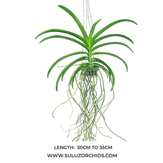 Vanda Orchid Trichoglottis Philippinensis Rare Exotic Plant