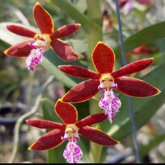 Vanda Orchid Trichoglottis Philippinensis Rare Exotic Plant