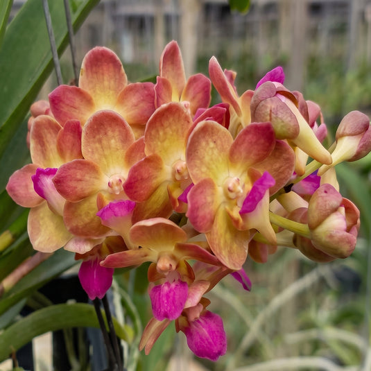 Vanda Witipanara Manoonya Rare Exotic Orchid