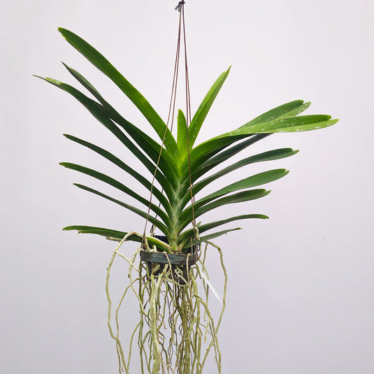 Orange Vanda Orchid Flowering Plant By Suluz Orchids