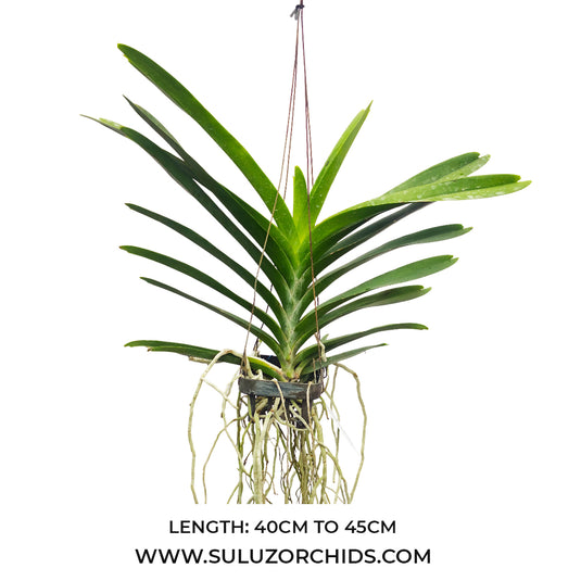 Vanda Orchid (Fuchs Harvest Moon x Dhongchai Pulsawat) #441 Mature - Ready To Flower