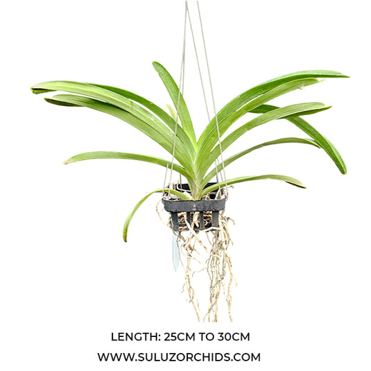 Vanda Orchid Golamgo Blue Magic x Somsri Blue Classic Mature