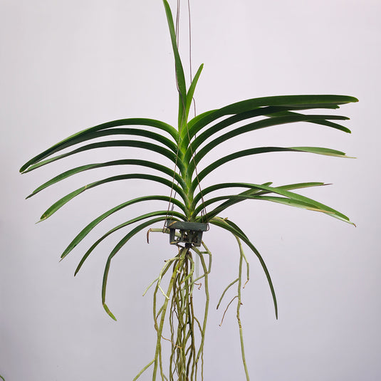 Hanging orchid plant with long leaves on a plain background