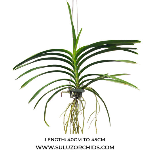 Vanda Orchid (Gordon Dillon x Chao Phaya ) # 453 Mature - Ready To Flower