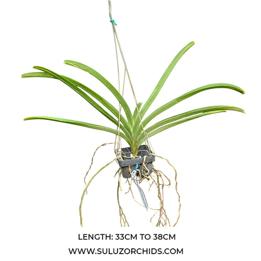 Vanda Orchid Plant - Jiraprapa x Davarak x Butterfly Mature