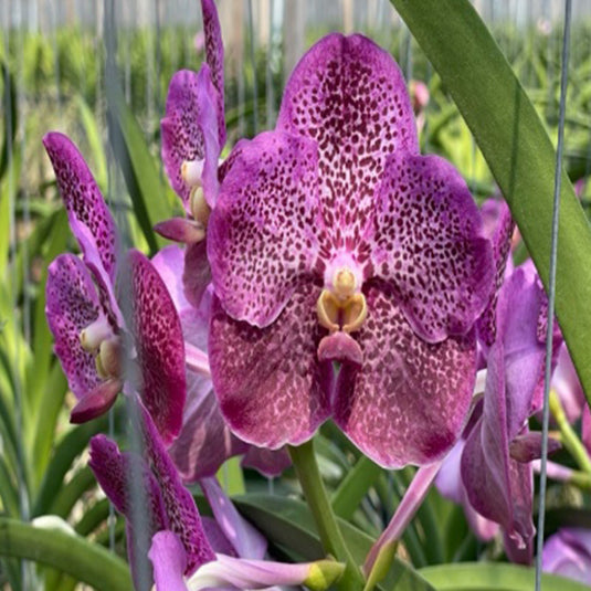 Vanda Orchid (Kulvadee x Dr.Anek ) # 514 Mature