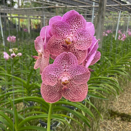 Vanda Orchid (Kulwadee x Dr.Anek)#579 Mature
