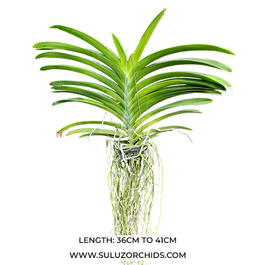 Vanda Orchid  Kulwadee hybrid # 143  Mature