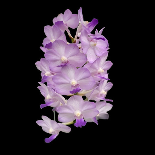 Vanda Orchid Maeklong Beauty Mature