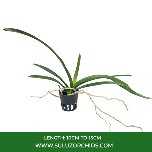 Vanda Orchid Plant - Majik Fancy #1413 Seedling