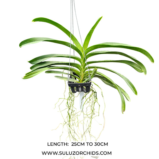 Vanda Orchid  Nopporn Green Mature