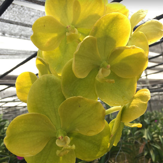 Vanda Orchid  Nopporn Green Mature