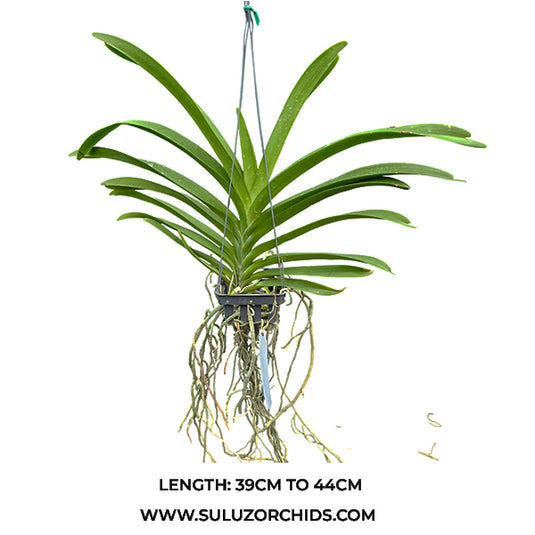 Vanda Orchid Nopporn White Diamond  Mature