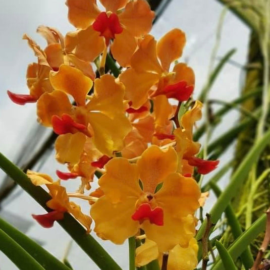 Vanda Orchid Orange Red Lip(Quarter Terete) Mature Plant
